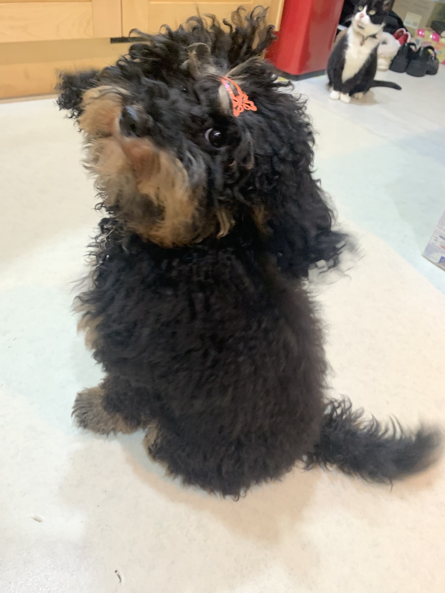 Pumpkin puppy in the kitchen, looking cute, her head on one side. She's actually looking at the doughnut my wife is holding above my head. Mollie cat is looking on from the background, wondering what the fuss is about. Mollie, our matriarch, does not like doughnuts.