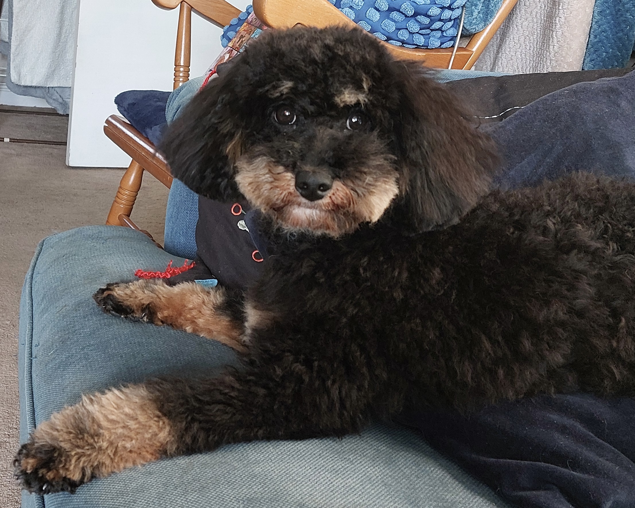 Pumpkin looking surprised after a rather over-zealous haircut. It'd be fair to say none of us are happy with the cut - making her look more like a poodle than a poodle-Cavalier King Charles spaniel hybrid.