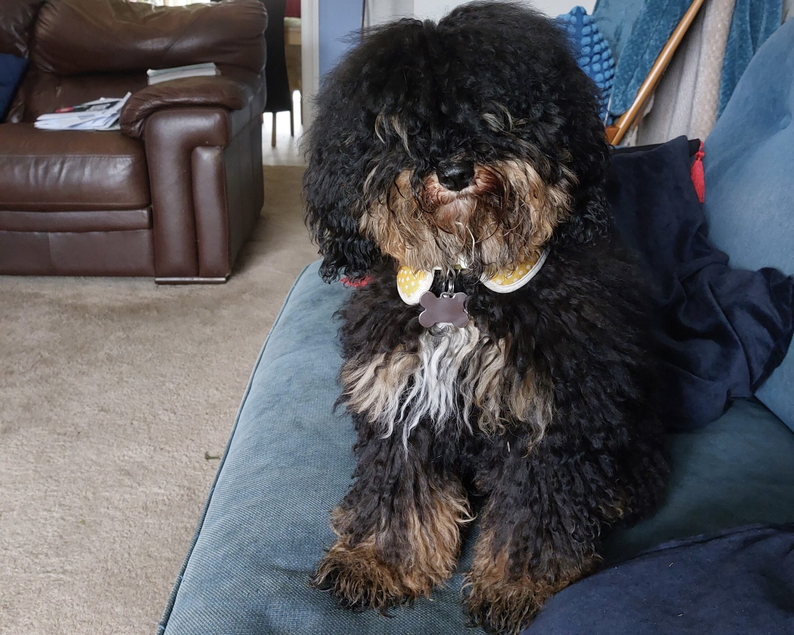 Pumpkin puppy, a cavapoo dog in need of a haircut.