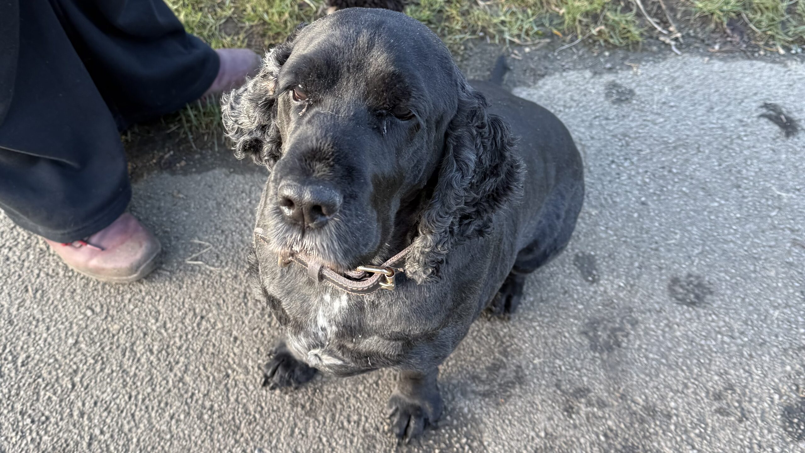 A labrador-spaniel mix dog. Ralph (microchip name Percy/Percival). He's younger than he looks in my photo.