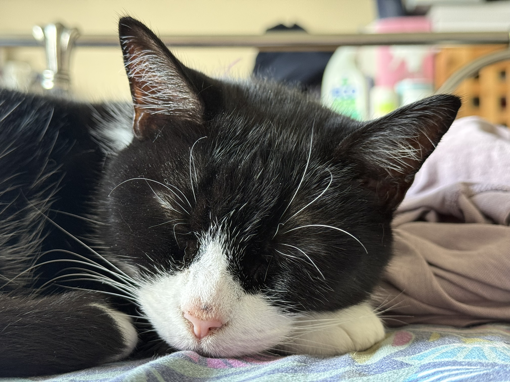Mollie, a black and white domestic shorthair cat. She's relaxing on a bed and is of venerable age and so easy to defer to on most things.