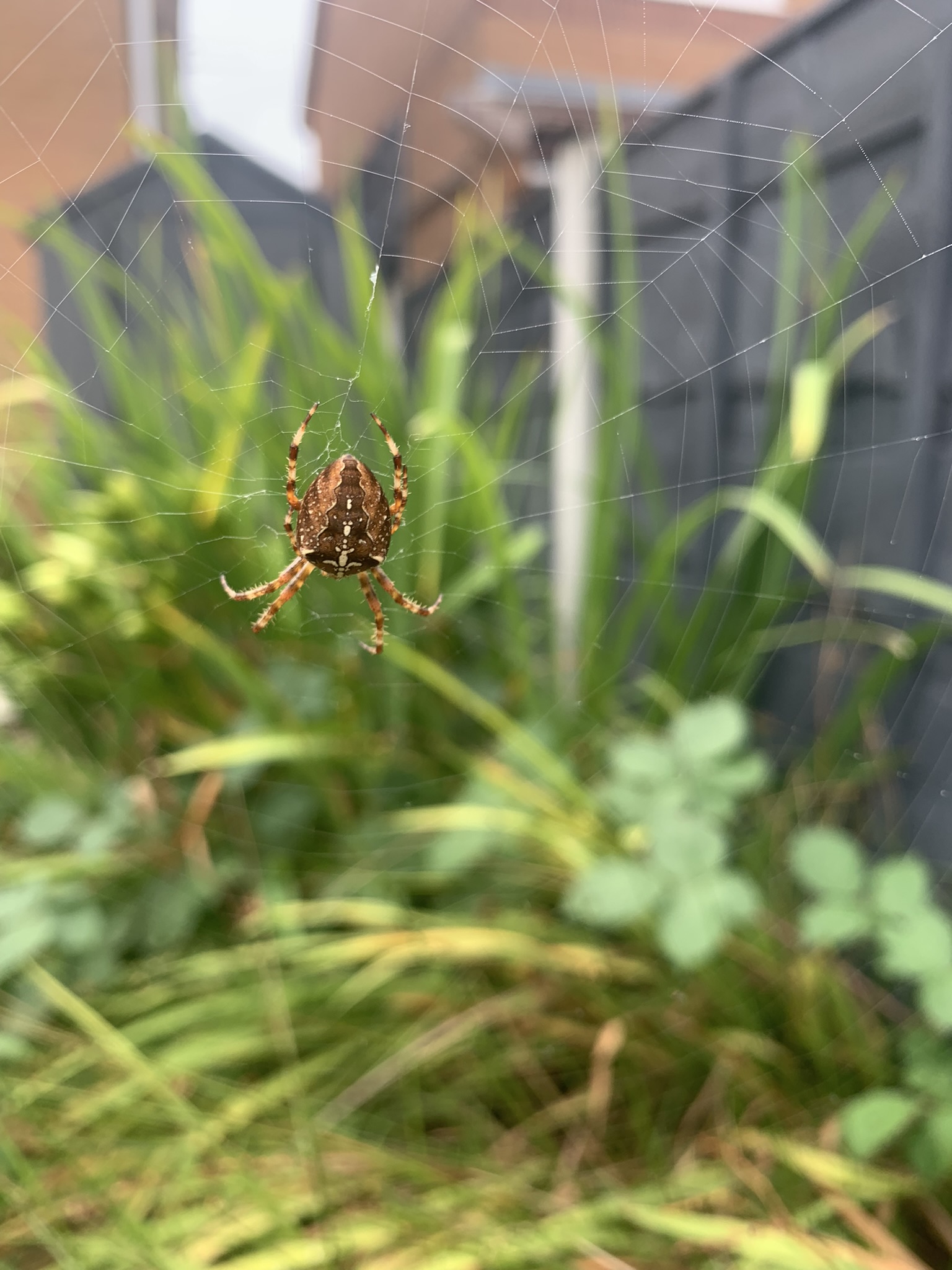 A photo of a spider and its web in a garden. It's probably the most appropriate of my photos to illustrate how the web works and webrings work. (p.s. I don't know how the web works).