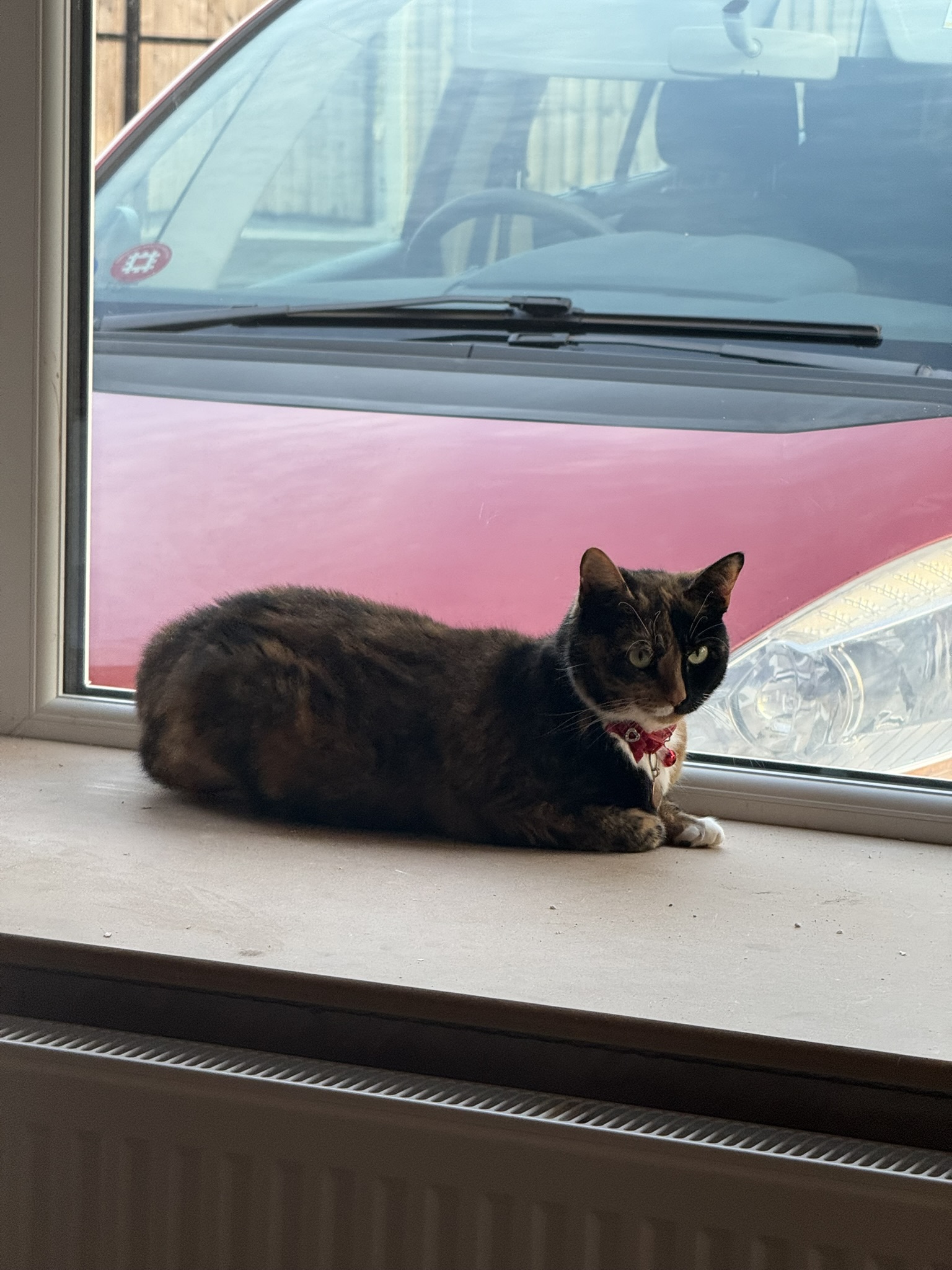 Stella cat sat on a window ledge. Through the window a quite old red car with not much in the way of modern tech, and certainly no AI.