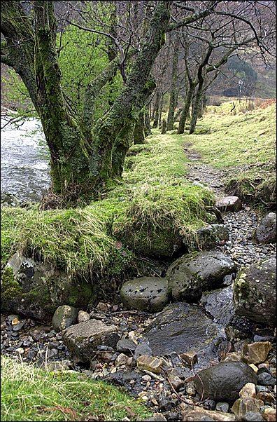 Trees along a path running along the east side of the River Nevis not far from the car park at the southern end of the road through Glen Nevis. The river is just visible at the top left. In the foreground a few smoothed-off rocks break the path. Taken around Easter 2000 by me.