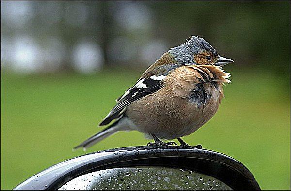 A small bird on a car's door mirror. I think it's a chaffinch. I think it's a Peugeot 206 GTi. Photo taken around 2000 on a rainy day, at Loch Oich in Scotland. I didn't have food.