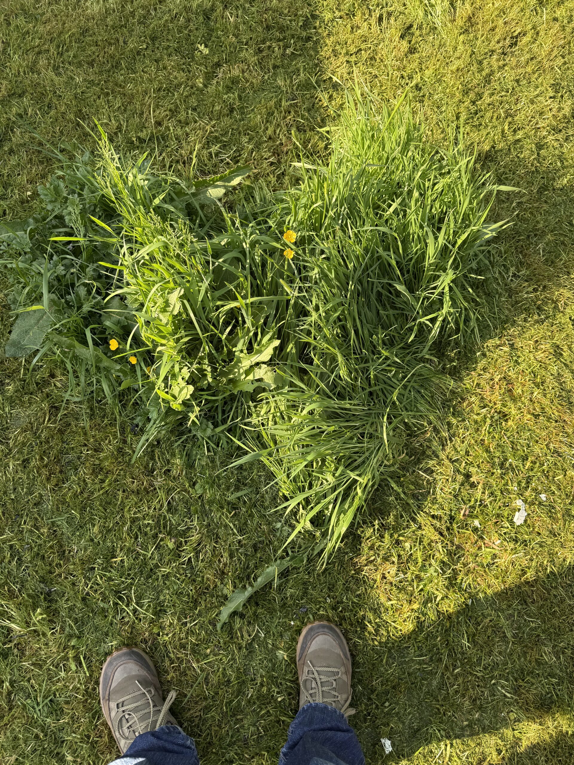 A heart-shaped 'tuft' of grass, buttercups and probably dandelion leaves left over after mowing our back lawn towards the end of 'No Mow May' – mowed early due to the forecast of lots of rain. Photo taken during the early evening and facing roughly north; the shadows are long enough to split the heart in two but the sun is high enough to not have the fence shadow obscure the top of the tuft. A vaguely human's shoe-clad feet appear at the bottom of the photo. Photo by the vaguely human foot custodian.