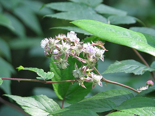 A photo of a rubus cockburnianus bramble flower, it is white and pink against a background of green leaves. IANAHorticulturalist. Photo from Wikipedia article linked, by peganum • CC BY-SA 2.0.